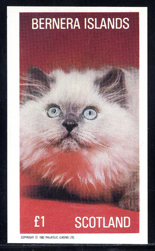 Bernera Cat Portraits £1