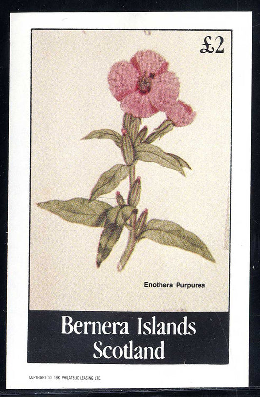 Bernera Purple/Yellow Flowers £2
