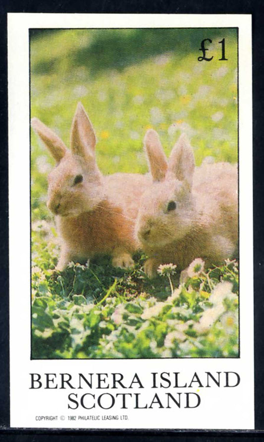 Bernera Rabbits £1