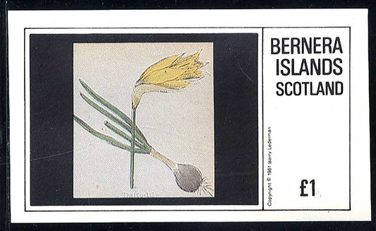 Bernera Bulp Flower Drawings £1