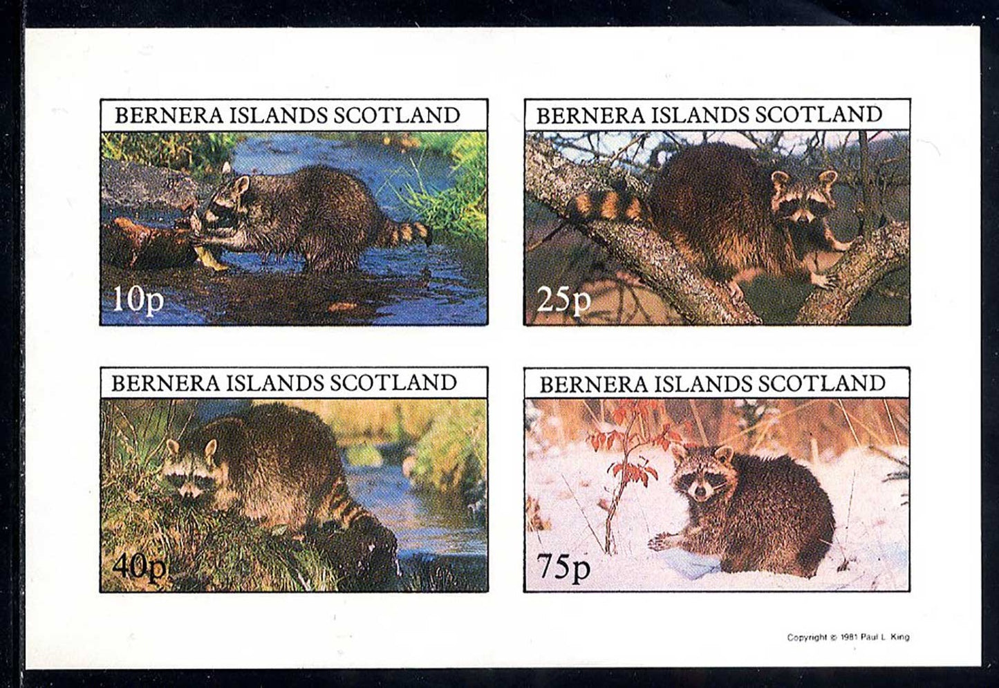 Bernera Raccoons Imperf