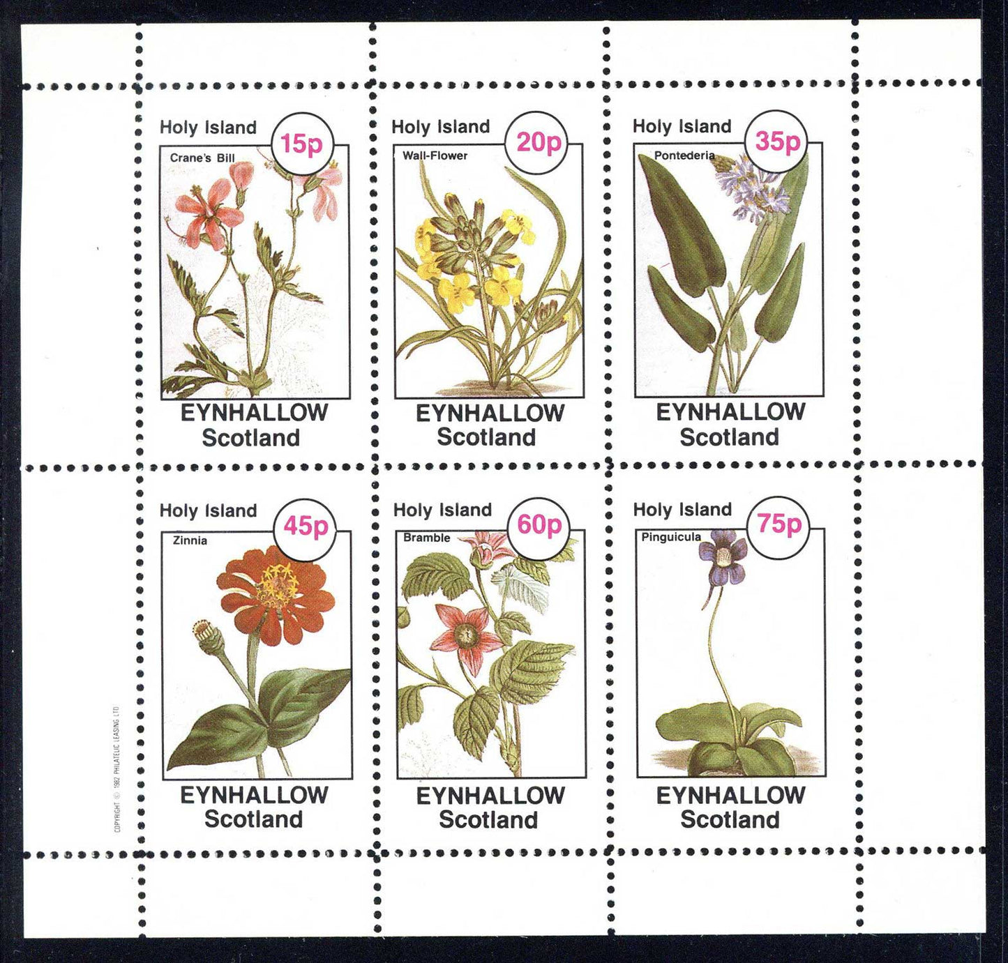 Eynhallow Vivid Flowers