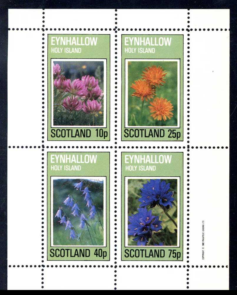 Eynhallow Wild Flowers