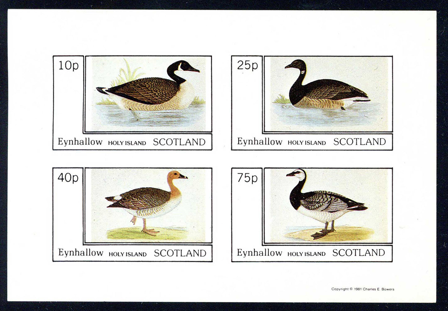 Eynhallow Geese Imperf