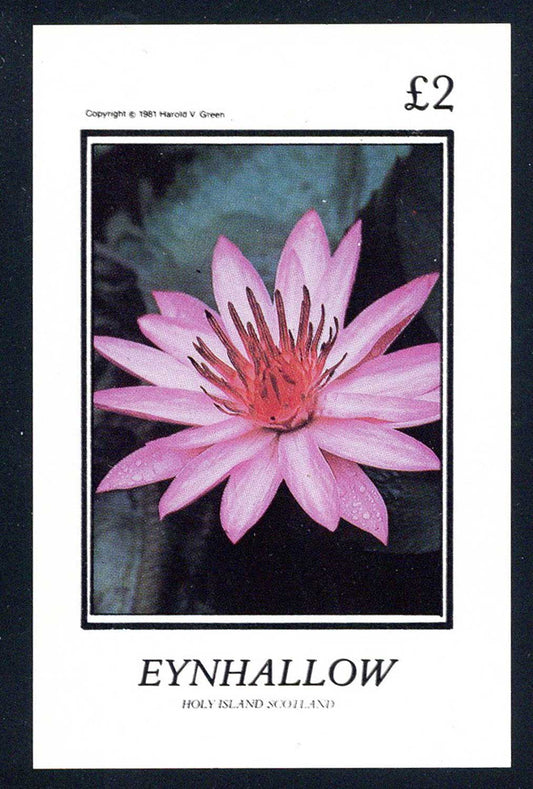 Eynhallow Flowers £2