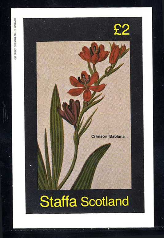Staffa Field Flowers £2