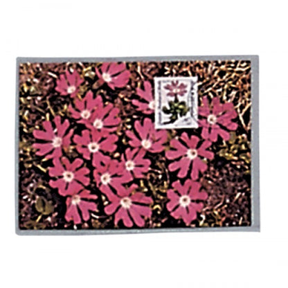 Safe Postcard Sleeves- Continental Size Mediumweight-Top Open Pack of 50