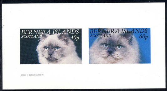 Bernera Cat Portraits