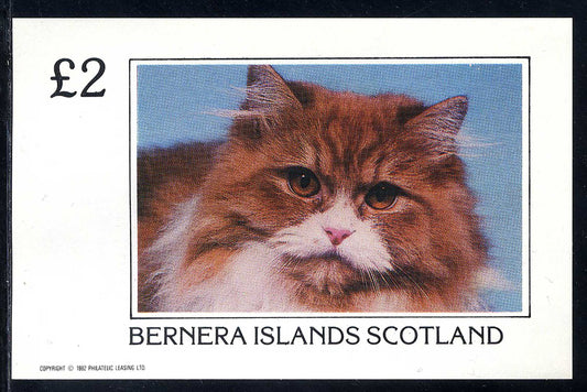 Bernera Cat Portraits £2