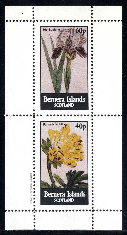 Bernera  Purple/Yellow Flowers