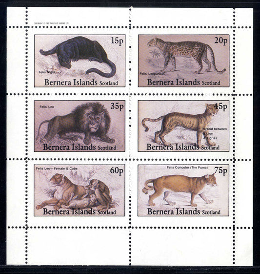 Bernera Mammalia, Lions, And Tigers