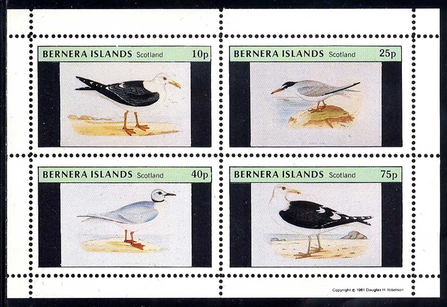 Bernera Seagulls