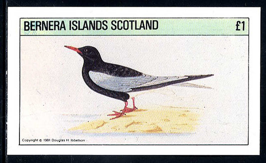 Bernera Seagulls £1