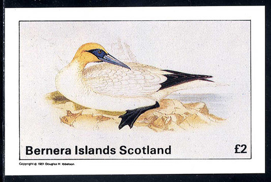 Bernera Seagulls £2