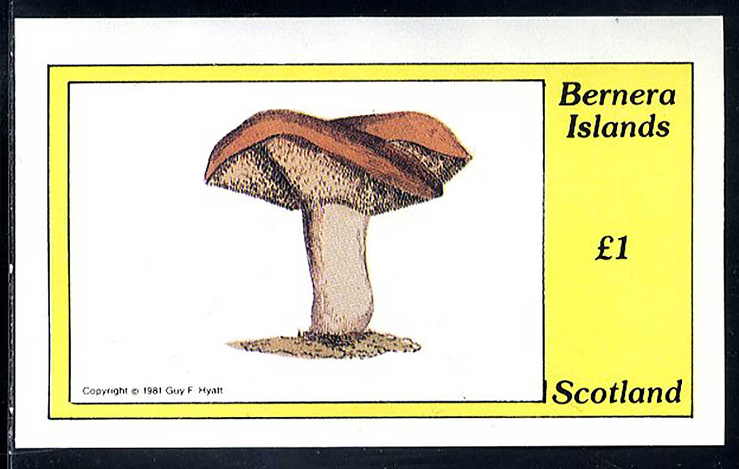 Bernera Fungi #1 £1