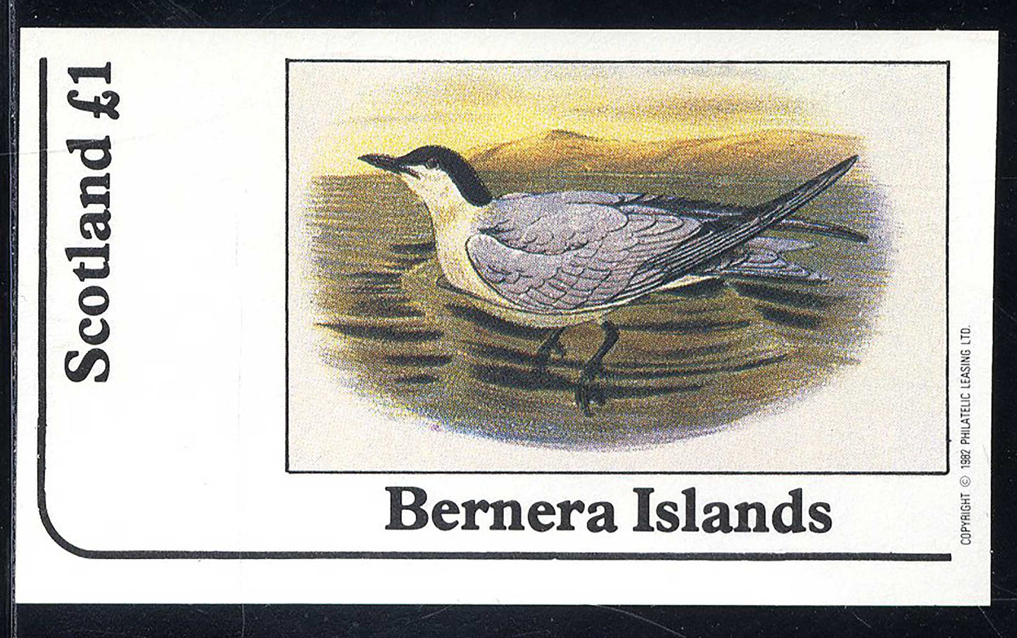 Bernera Gulls £1