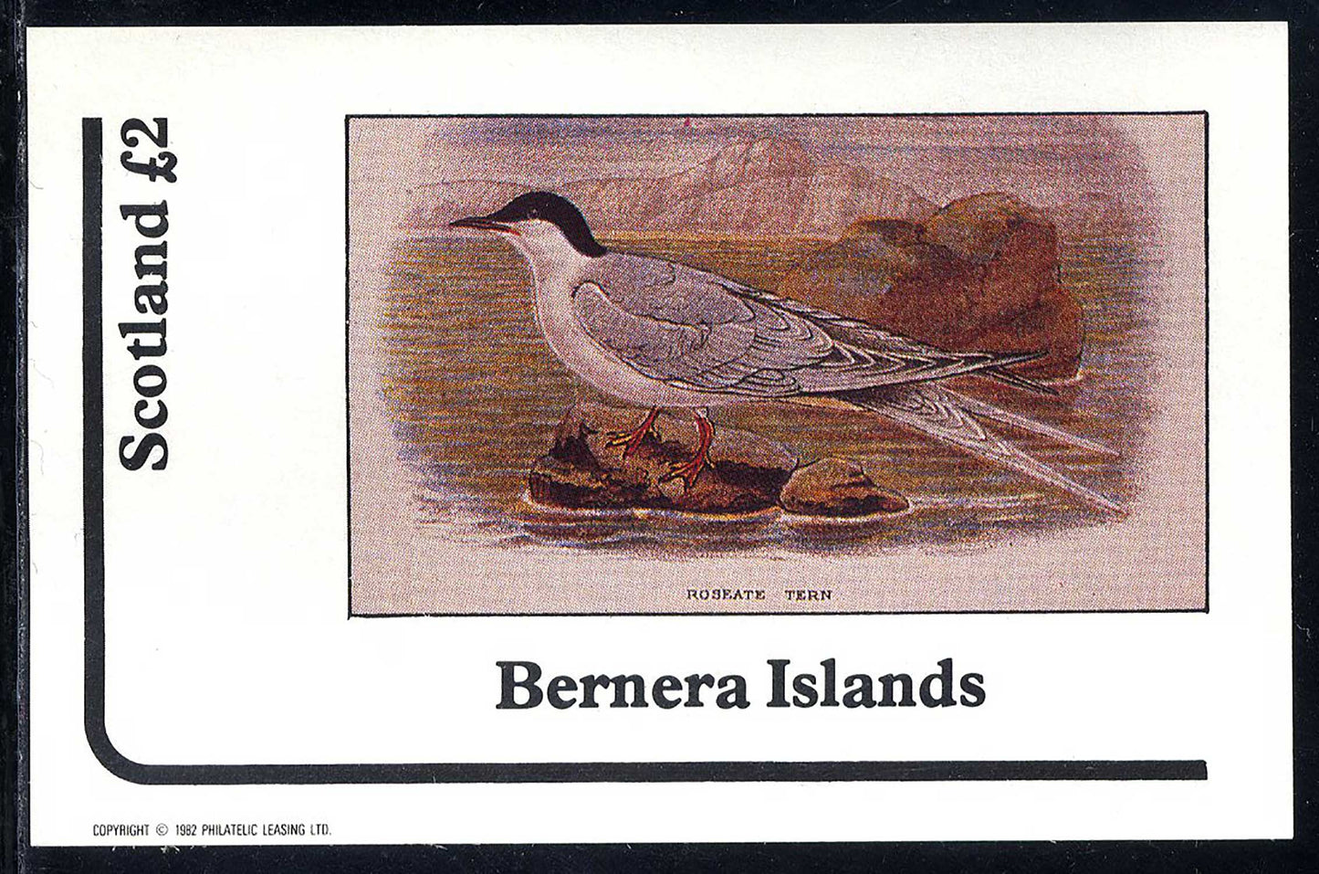 Bernera Gulls £2