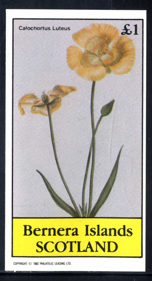 Bernera Exotic Flowers, Plants £1