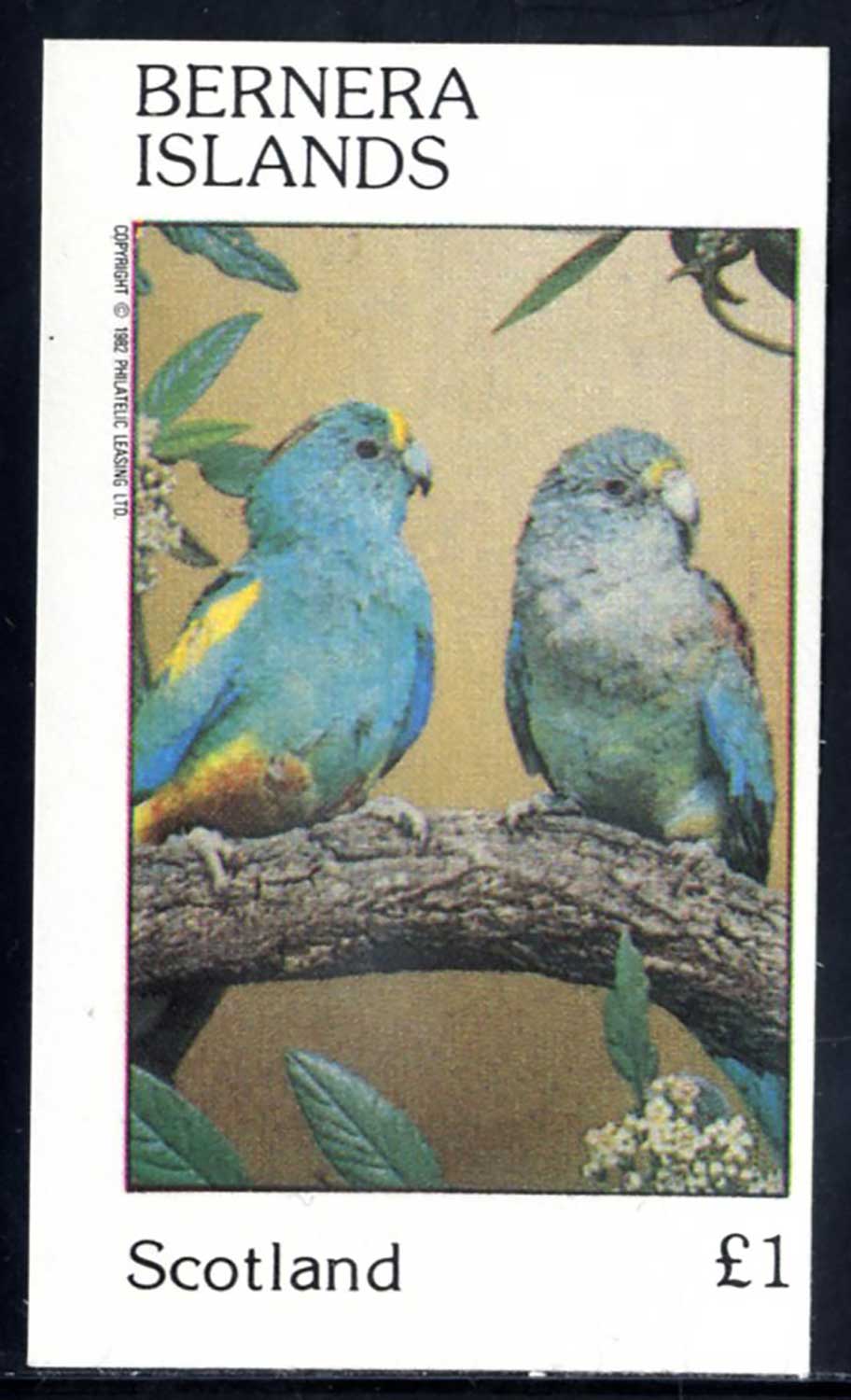 Bernera Colorful Parakeets £1