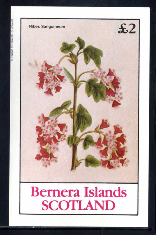 Bernera Blossoms £2