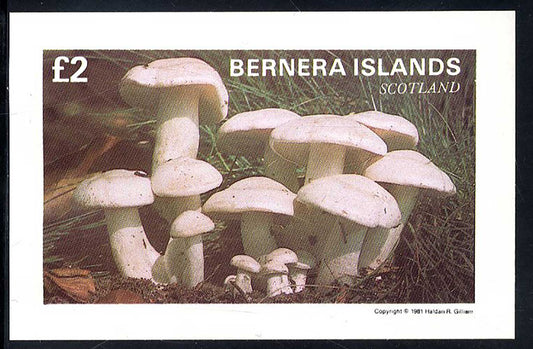 Bernera Fungi #2 £2