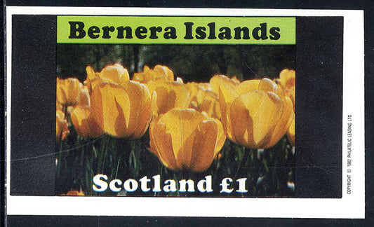 Bernera Tulips £1