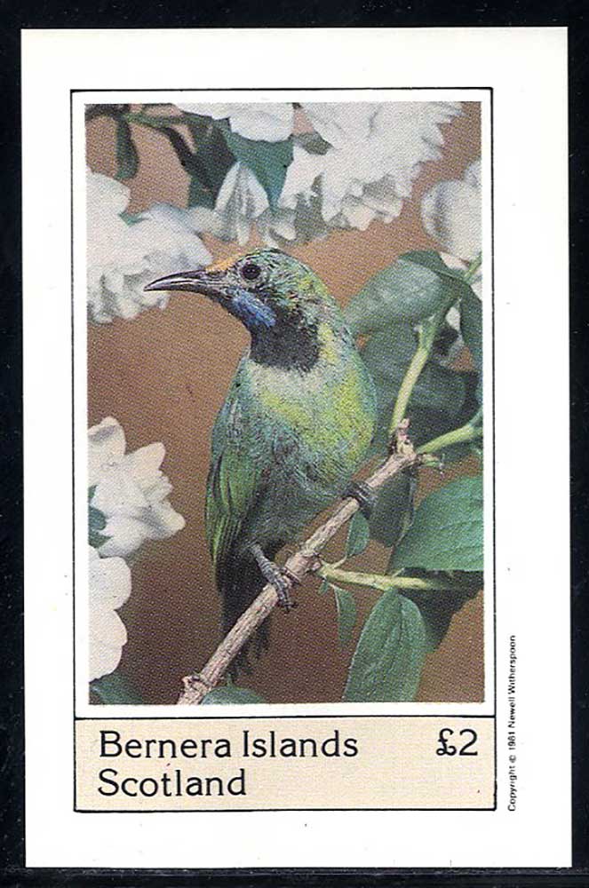 Bernera Exotic Birds £2