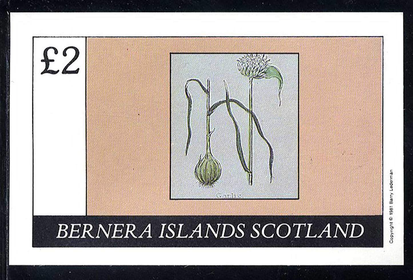 Bernera Bulp Flower Drawings £2