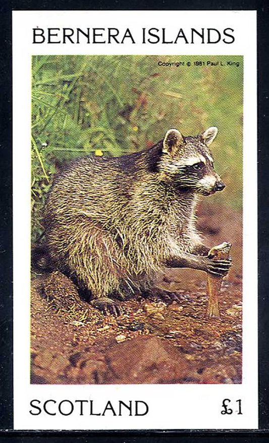 Bernera Raccoons £1