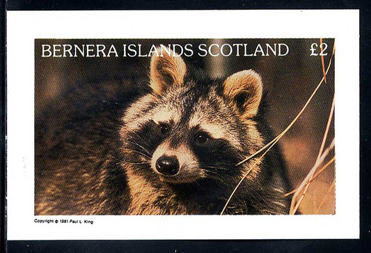 Bernera Raccoons £2