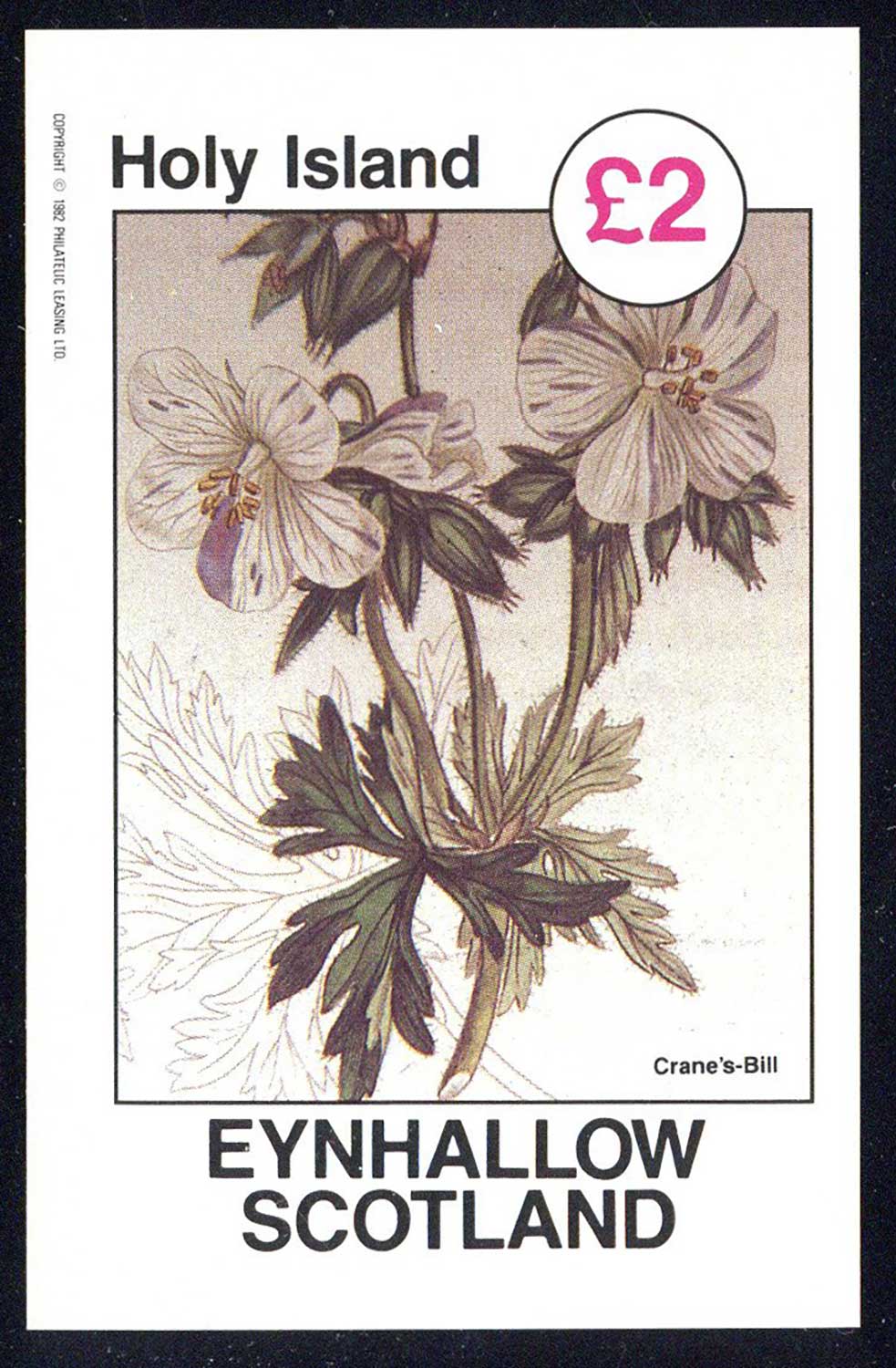 Eynhallow Vivid Flowers £2