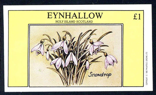 Eynhallow Wild Flower Drawings £1