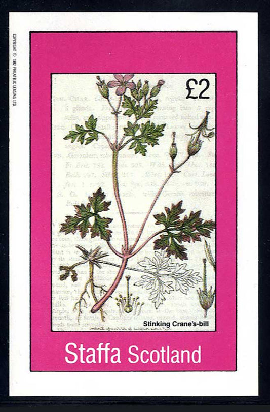 Staffa Botany From The Isles £2