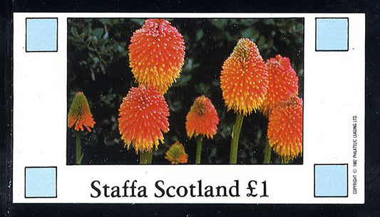 Staffa Field Flowers I £1