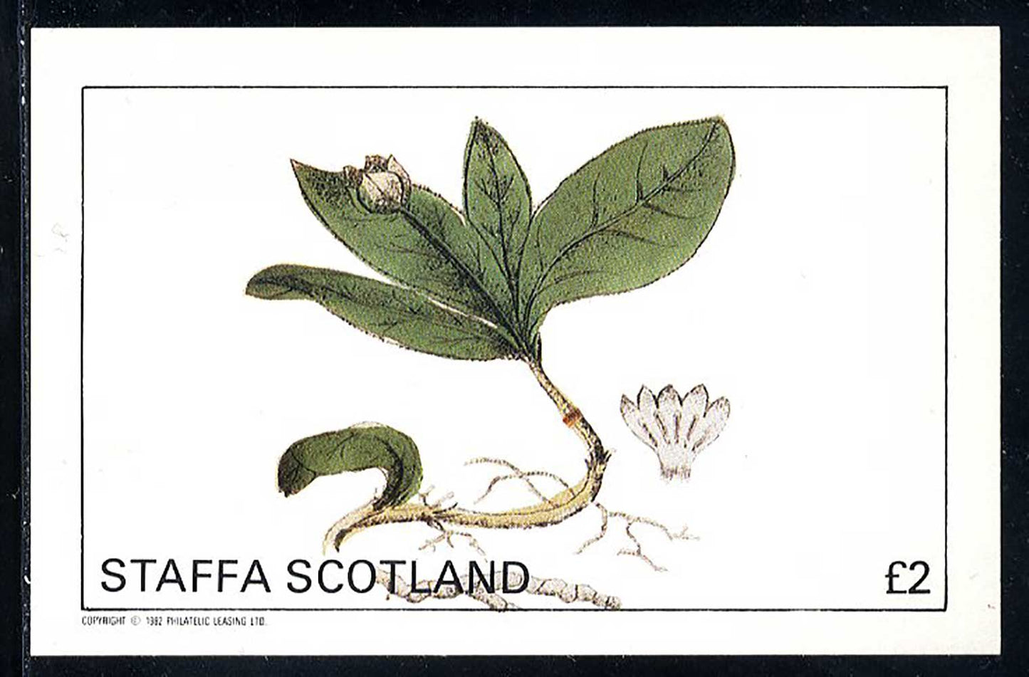 Staffa Botanical Prints £2